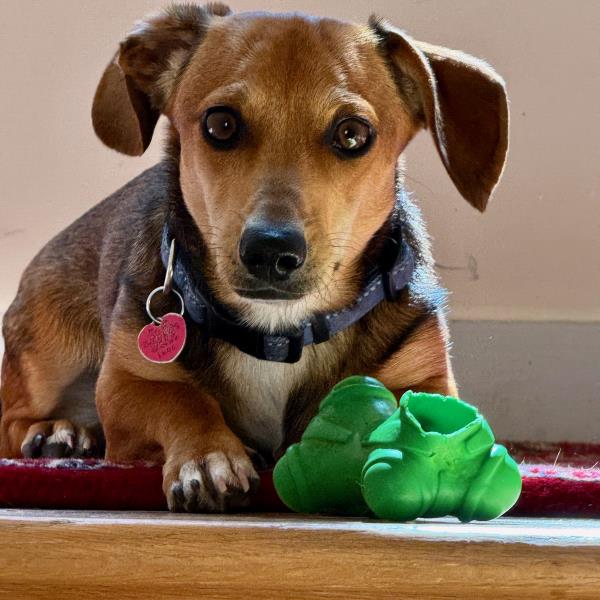 /Images/uploads/The Santa Fe New Mexican/santafepetcontest/entries/33951.jpg